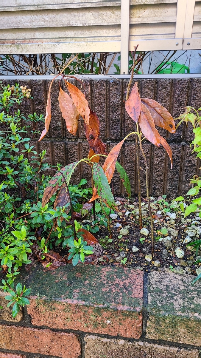 f:id:opensourcetech:20210329071435j:plain