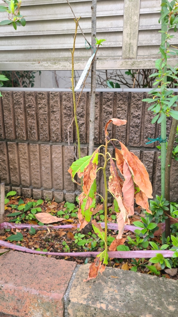 f:id:opensourcetech:20210402075854j:plain