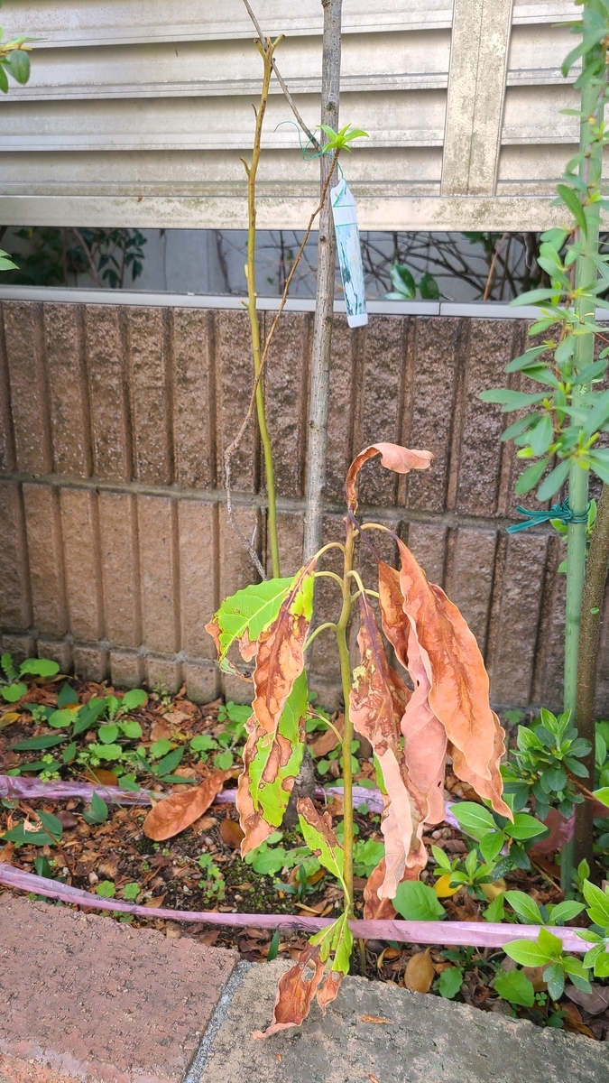 f:id:opensourcetech:20210403093214j:plain