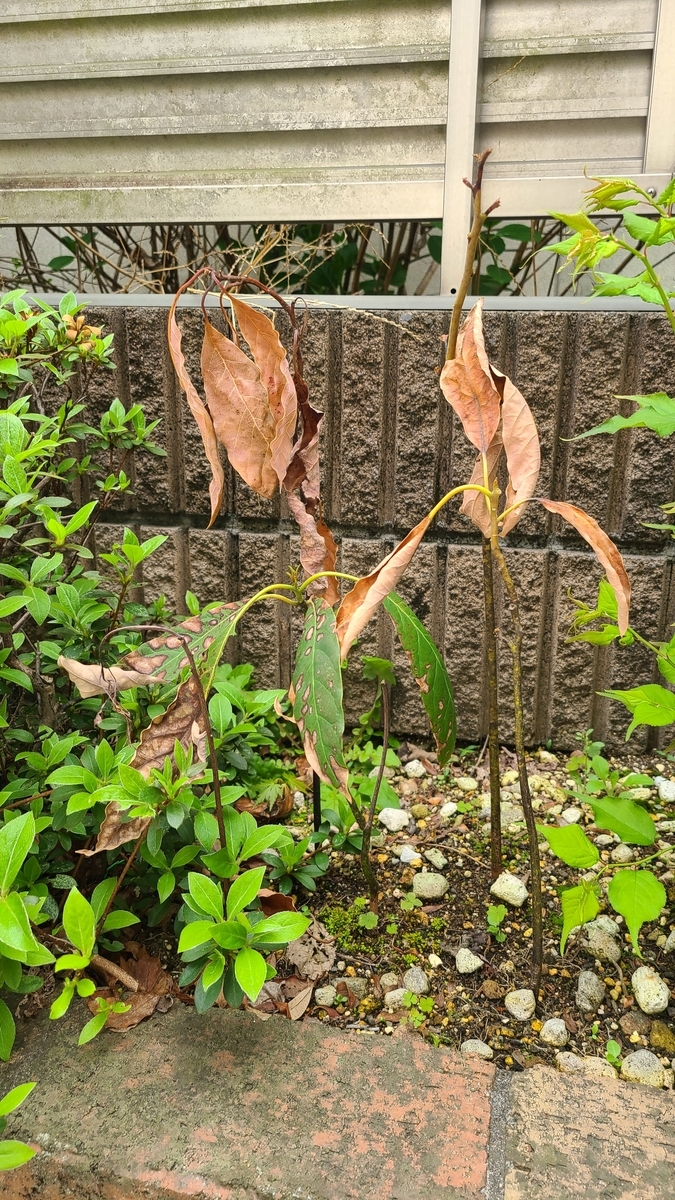 f:id:opensourcetech:20210404084427j:plain