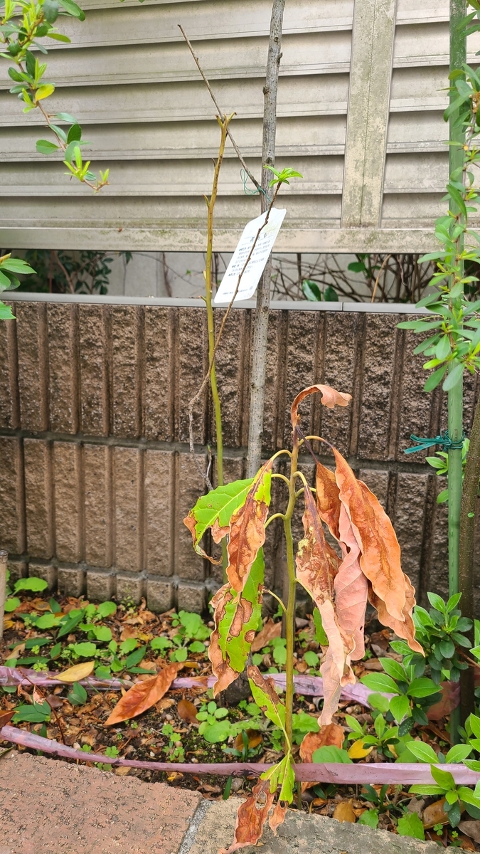 f:id:opensourcetech:20210404084432j:plain
