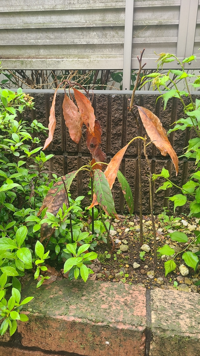f:id:opensourcetech:20210405070919j:plain