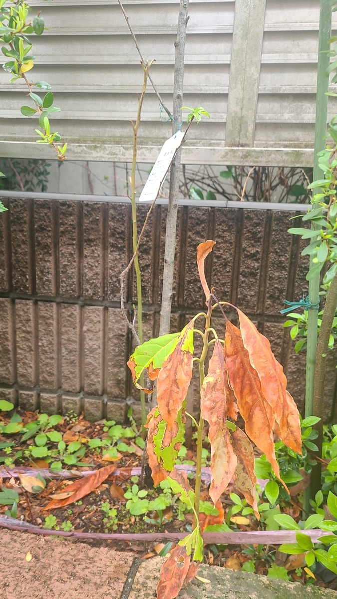 f:id:opensourcetech:20210405070923j:plain