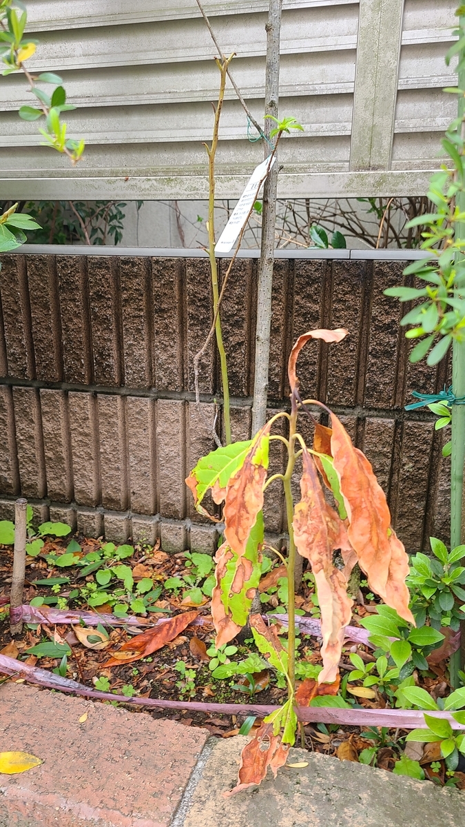 f:id:opensourcetech:20210406071503j:plain