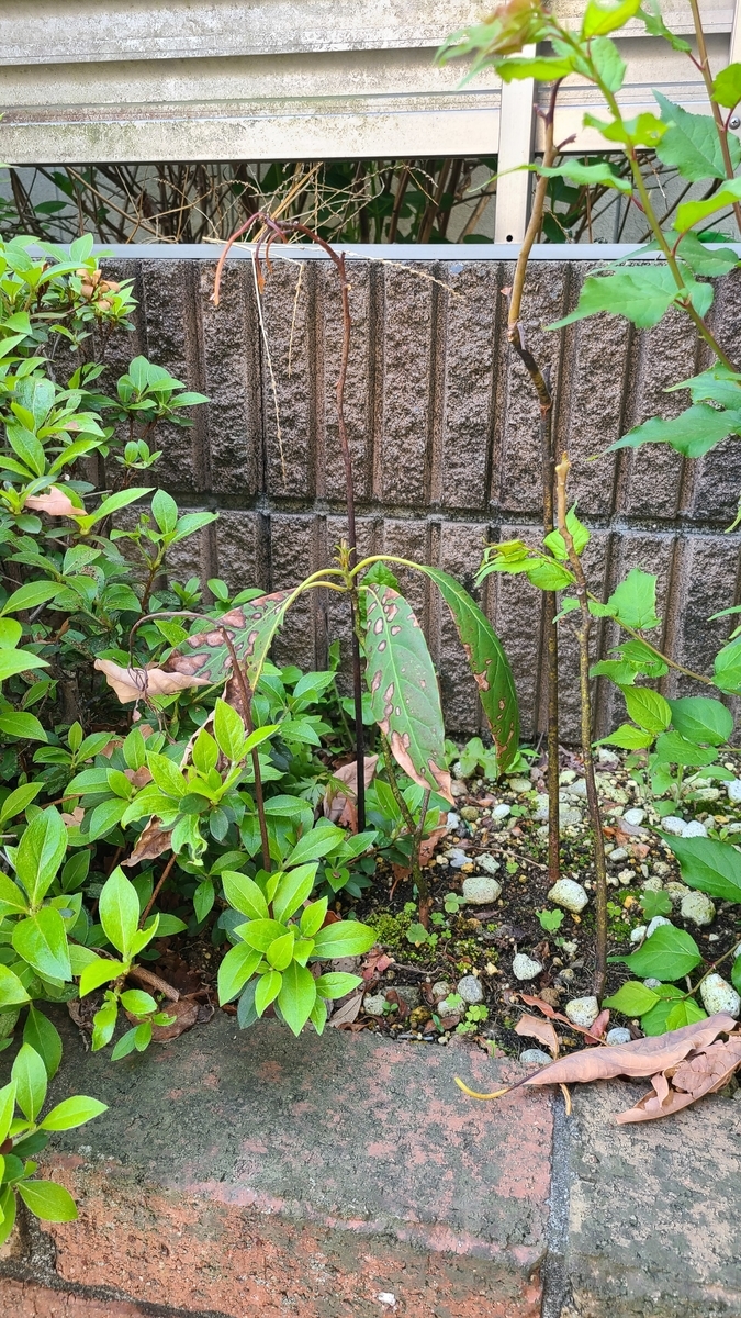 f:id:opensourcetech:20210412071005j:plain