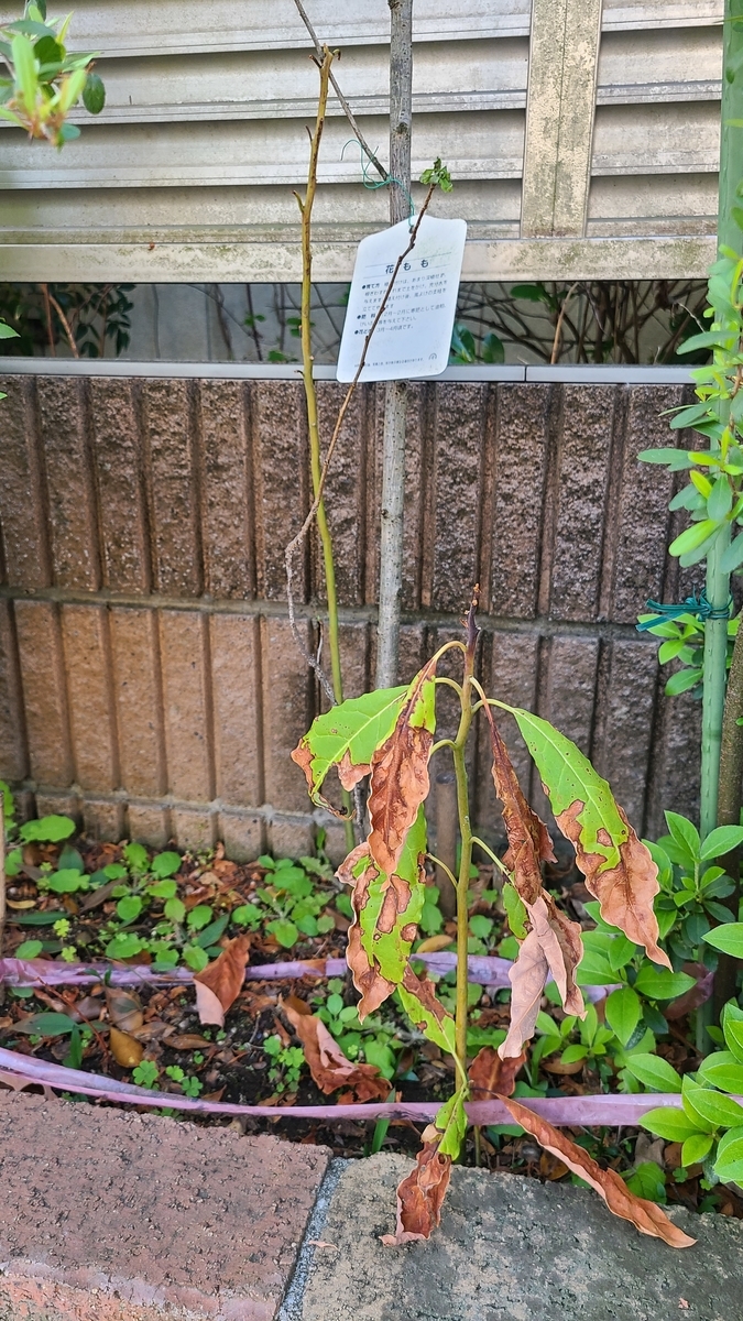 f:id:opensourcetech:20210412071010j:plain