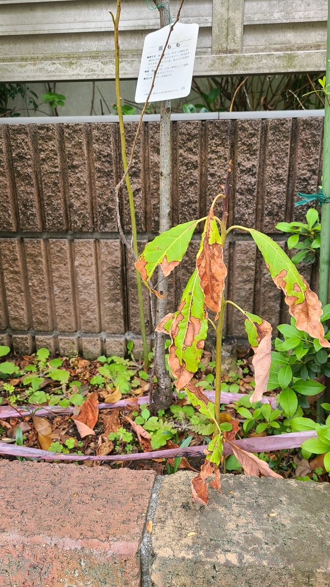 f:id:opensourcetech:20210416072736j:plain