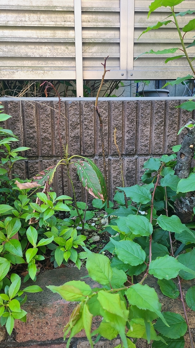 f:id:opensourcetech:20210421071936j:plain
