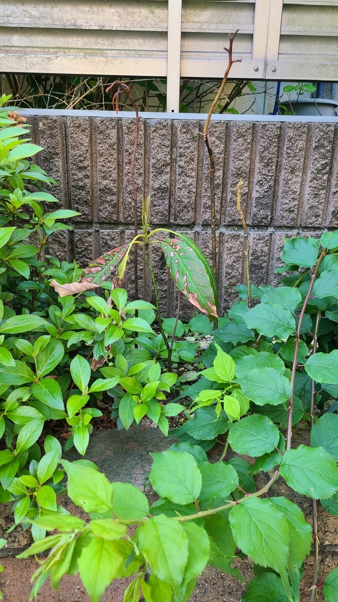 f:id:opensourcetech:20210424063909j:plain