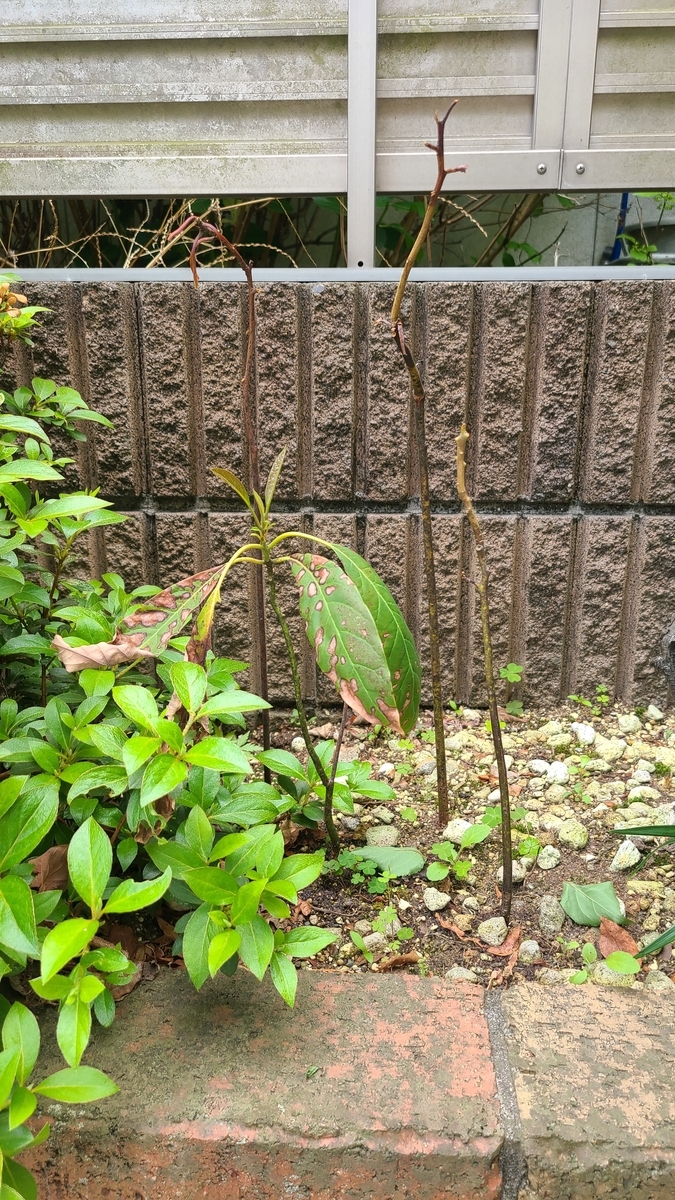 f:id:opensourcetech:20210425092257j:plain