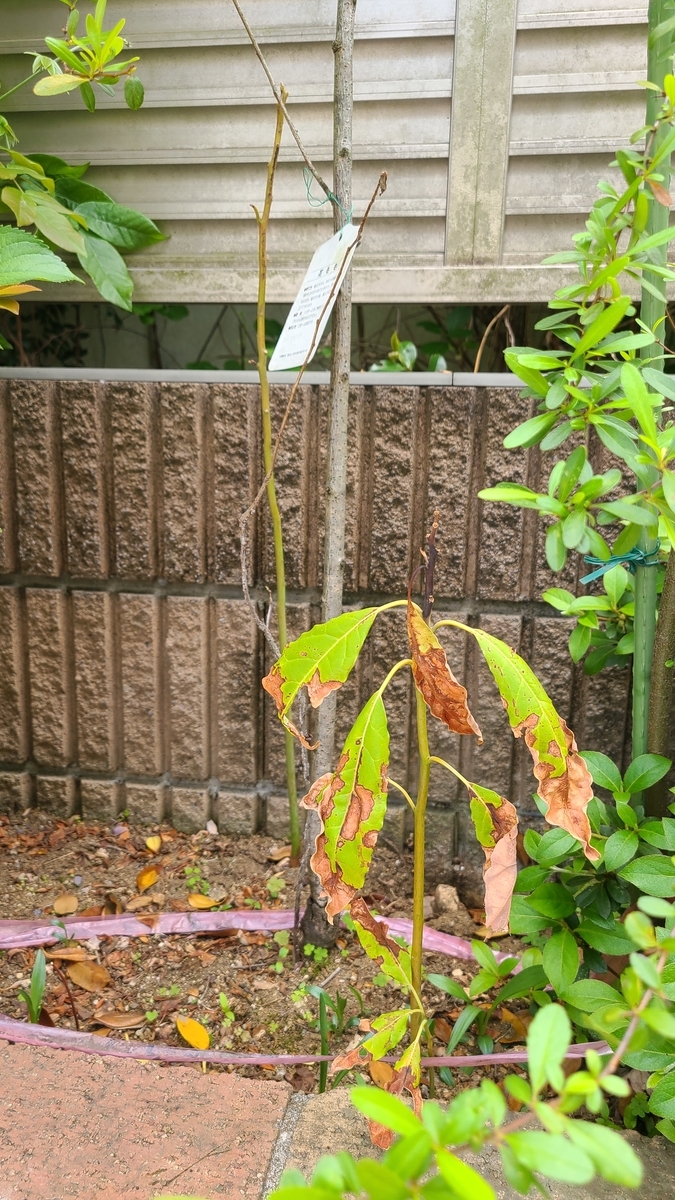 f:id:opensourcetech:20210425092303j:plain