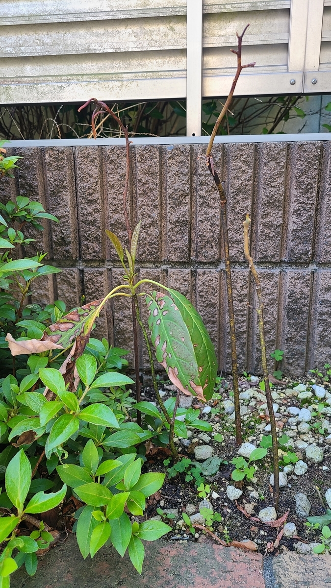 f:id:opensourcetech:20210427072926j:plain