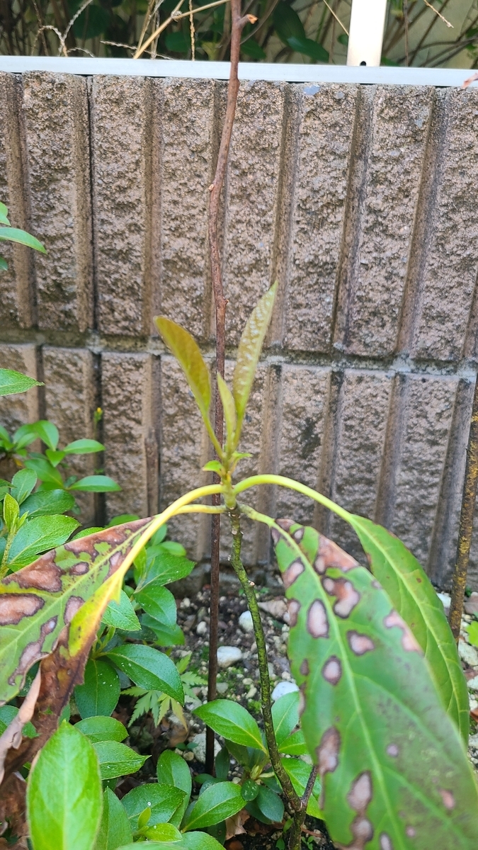 f:id:opensourcetech:20210427072931j:plain