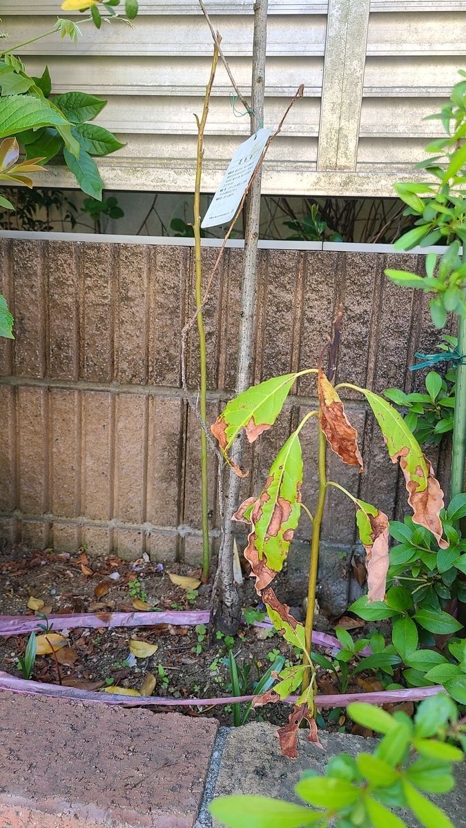 f:id:opensourcetech:20210427072938j:plain