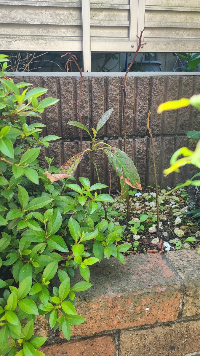 f:id:opensourcetech:20210501095112j:plain