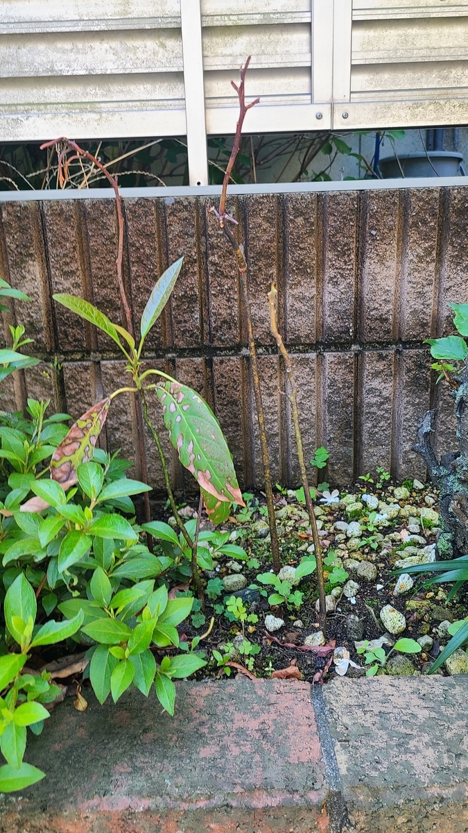 f:id:opensourcetech:20210502083903j:plain