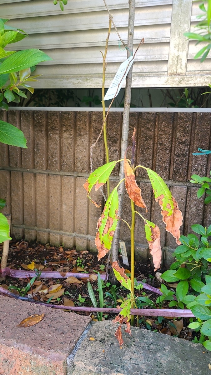f:id:opensourcetech:20210502083909j:plain