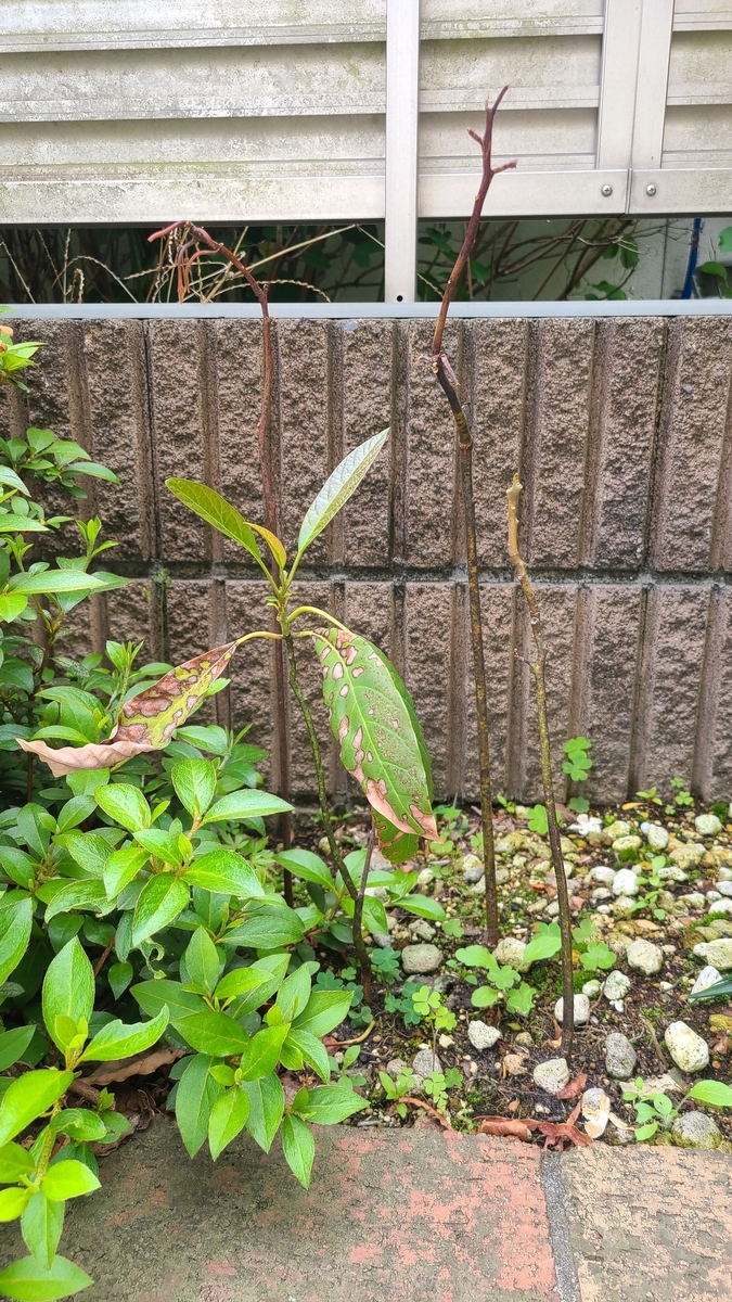 f:id:opensourcetech:20210503085558j:plain