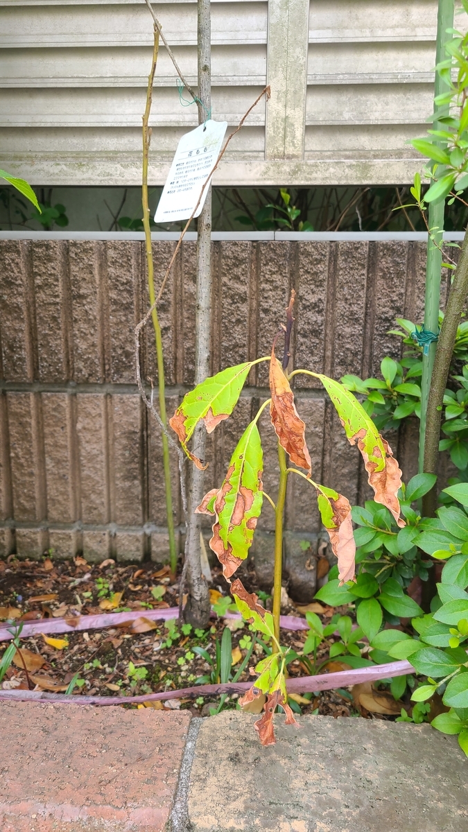 f:id:opensourcetech:20210503085611j:plain