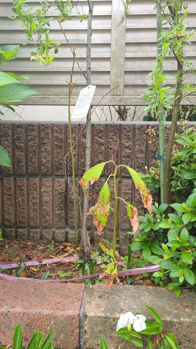 f:id:opensourcetech:20210511072418j:plain