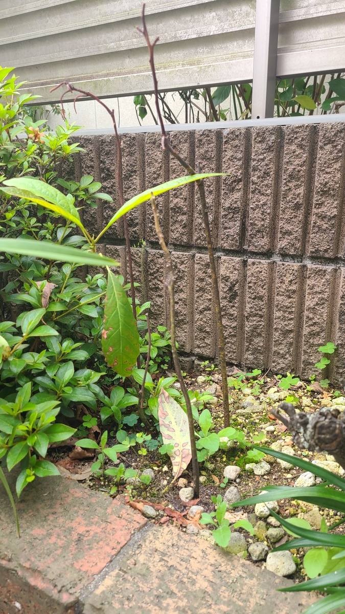 f:id:opensourcetech:20210511072423j:plain