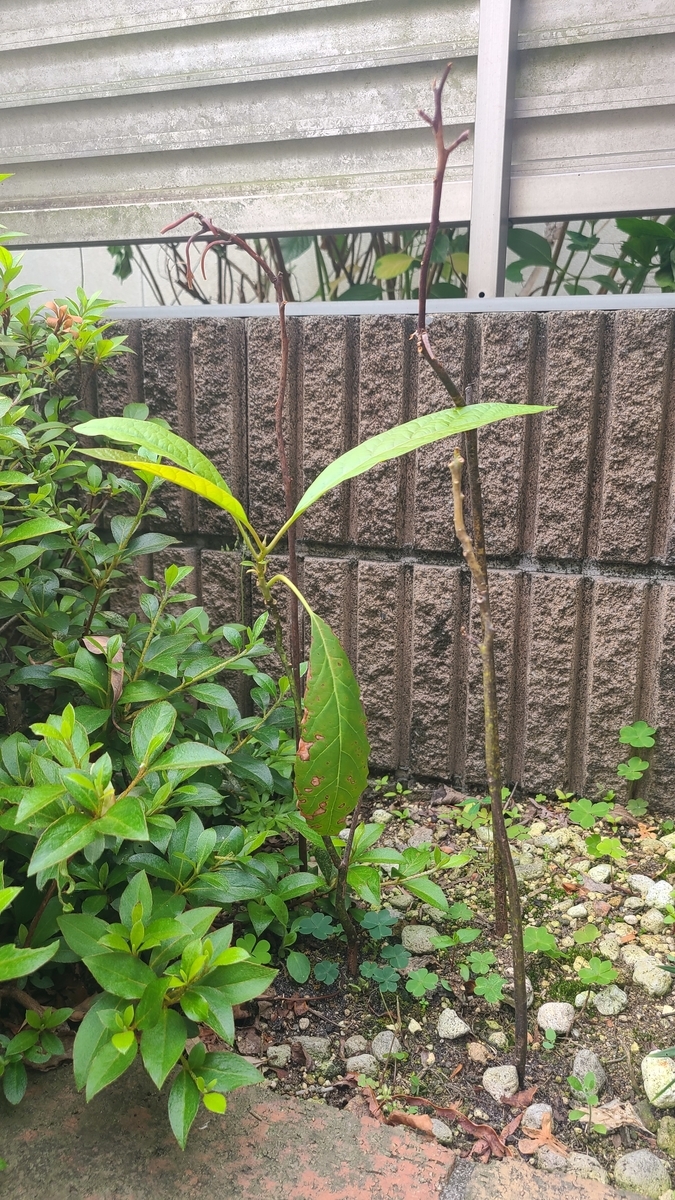 f:id:opensourcetech:20210512071609j:plain