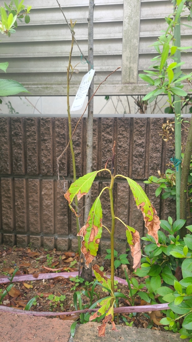 f:id:opensourcetech:20210512071615j:plain