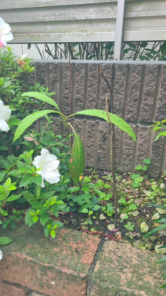 f:id:opensourcetech:20210518071827j:plain