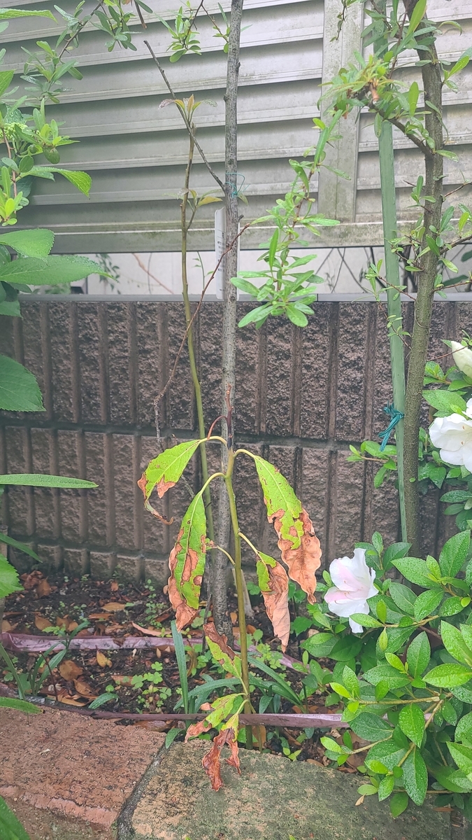 f:id:opensourcetech:20210518071832j:plain