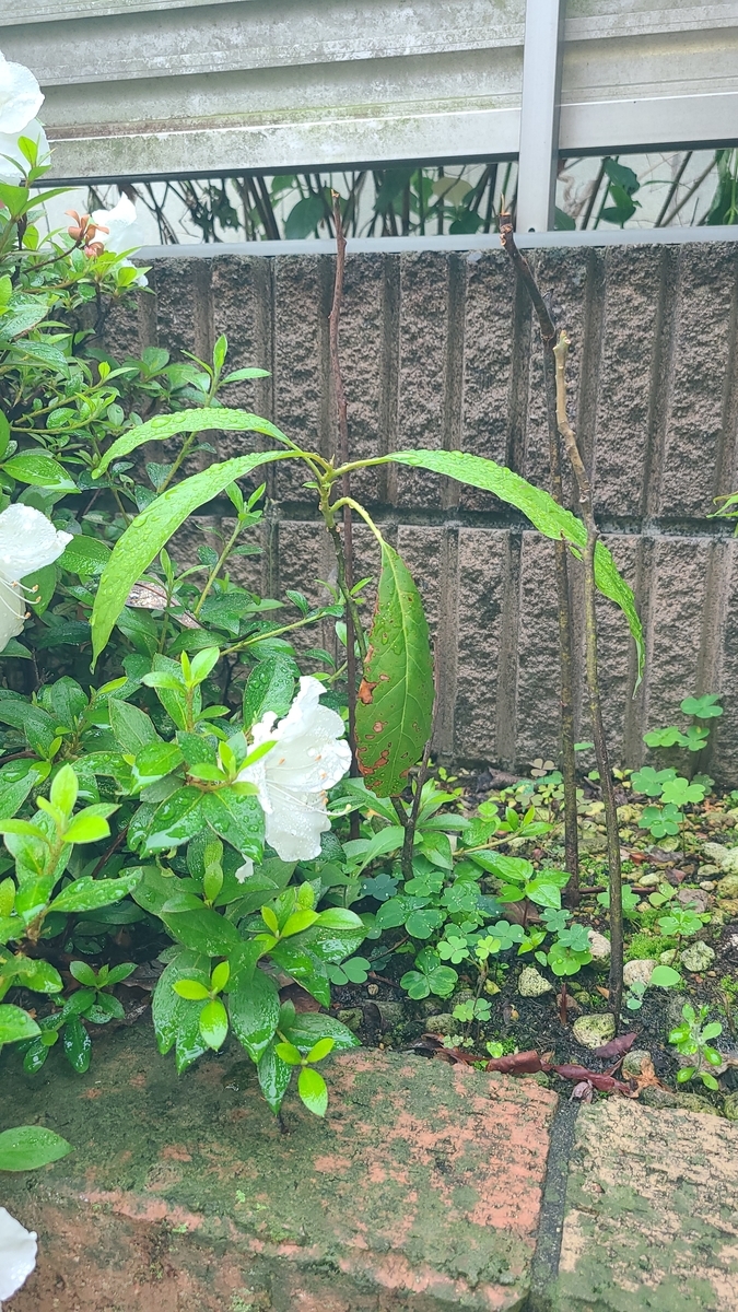 f:id:opensourcetech:20210519072834j:plain