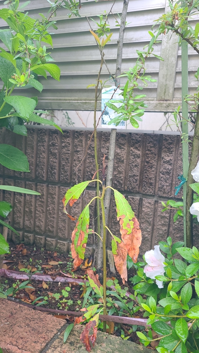 f:id:opensourcetech:20210519072844j:plain