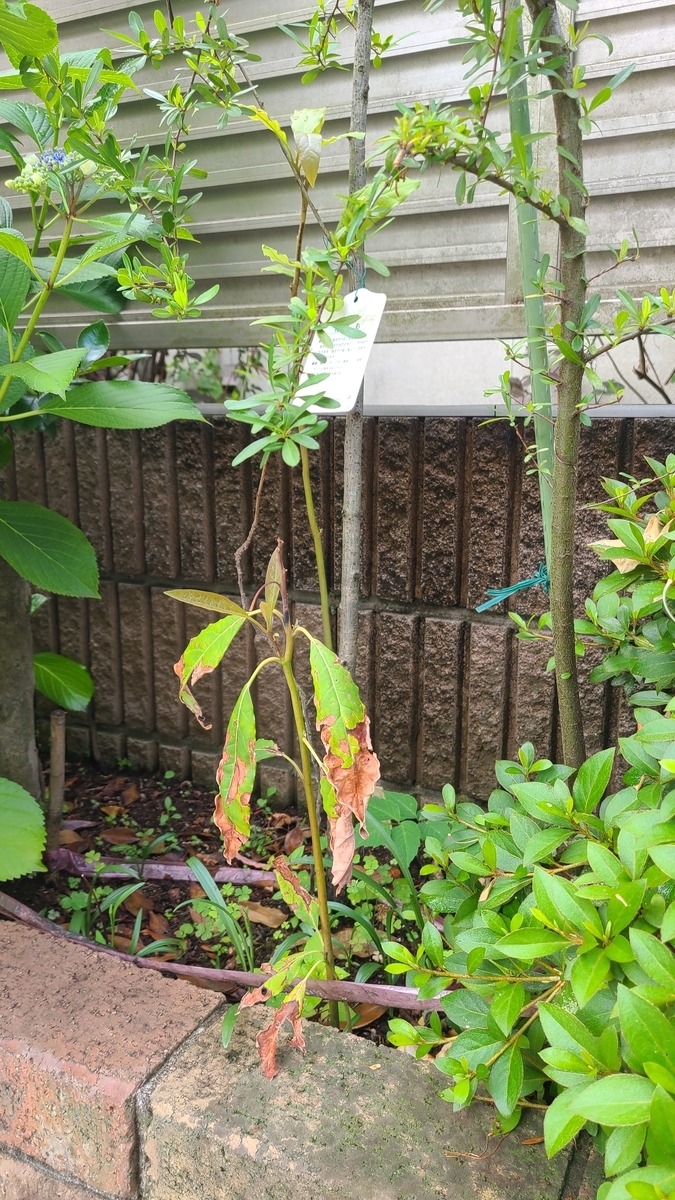f:id:opensourcetech:20210531071425j:plain