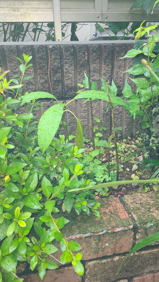 f:id:opensourcetech:20210604073001j:plain