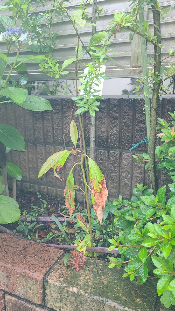 f:id:opensourcetech:20210604073005j:plain