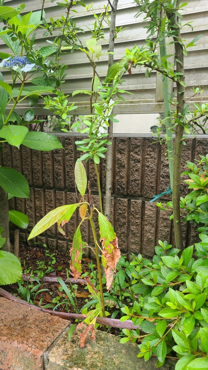 f:id:opensourcetech:20210606093533j:plain
