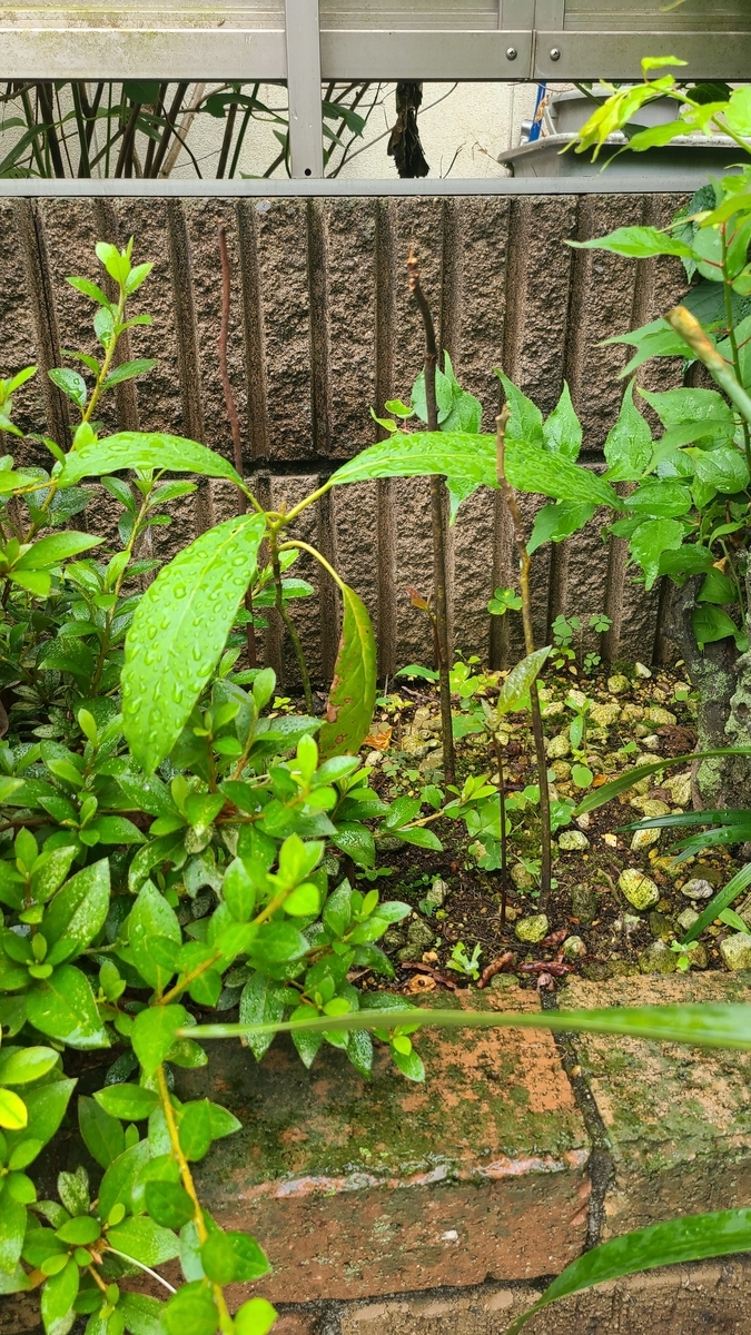 f:id:opensourcetech:20210606093536j:plain