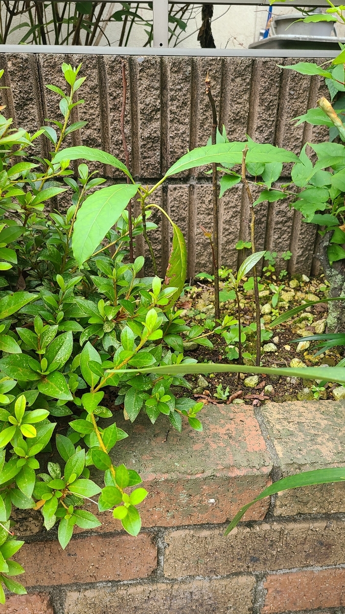 f:id:opensourcetech:20210607071739j:plain