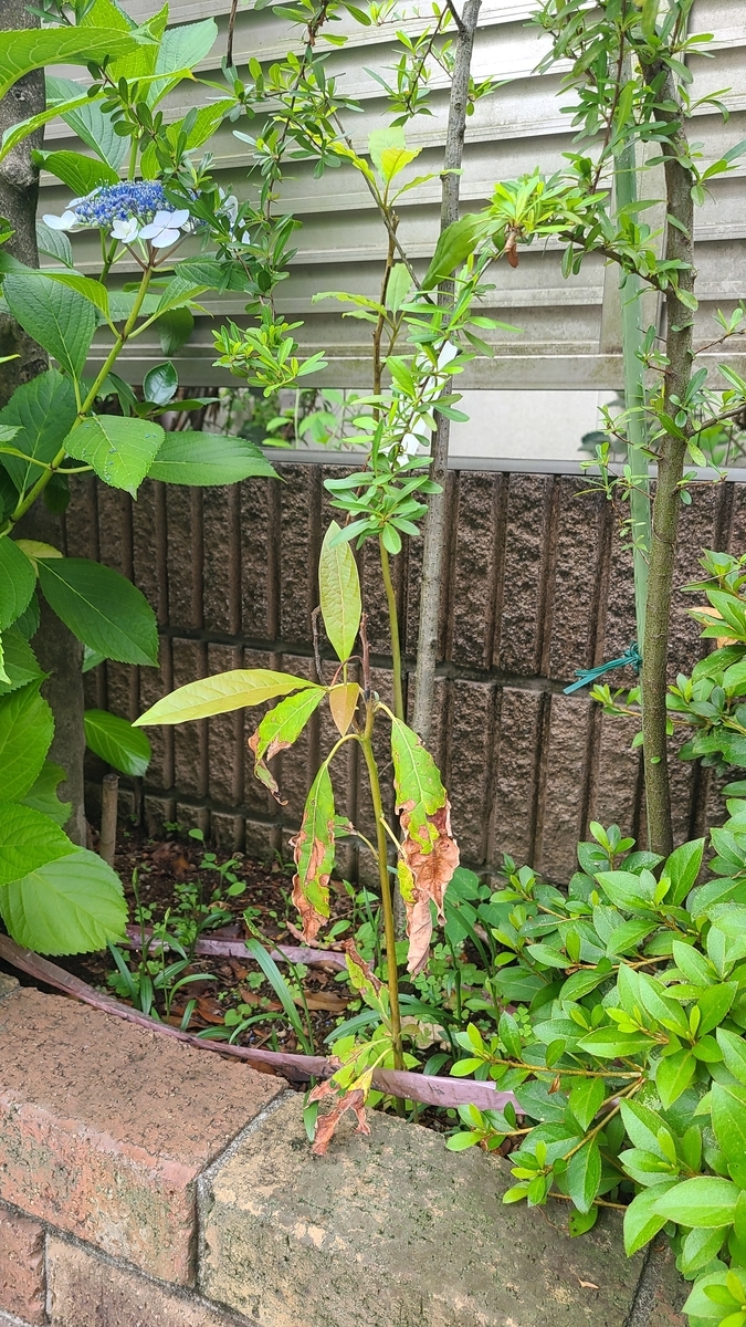 f:id:opensourcetech:20210607071743j:plain