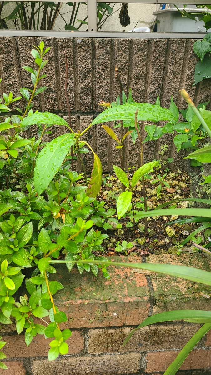 f:id:opensourcetech:20210614123921j:plain