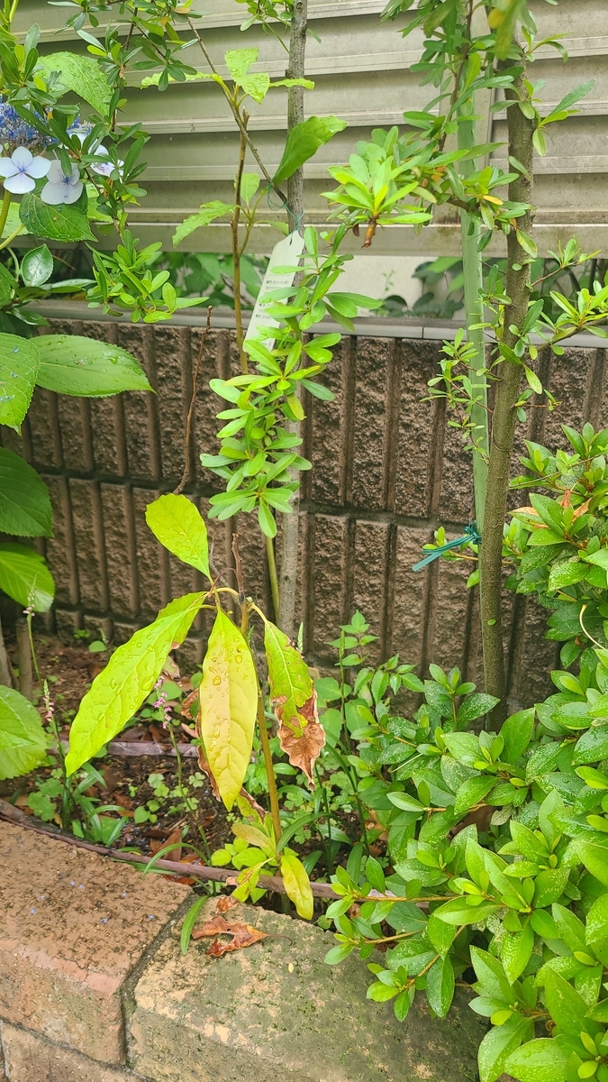 f:id:opensourcetech:20210614123926j:plain