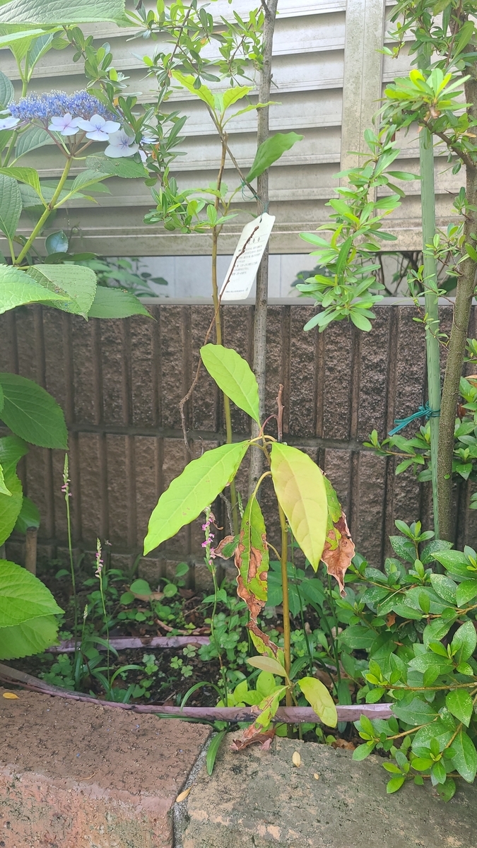 f:id:opensourcetech:20210615071656j:plain