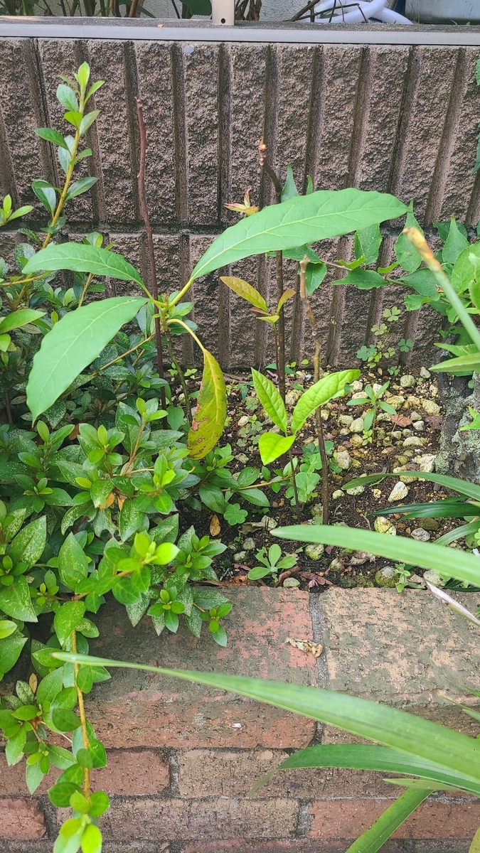 f:id:opensourcetech:20210615071702j:plain