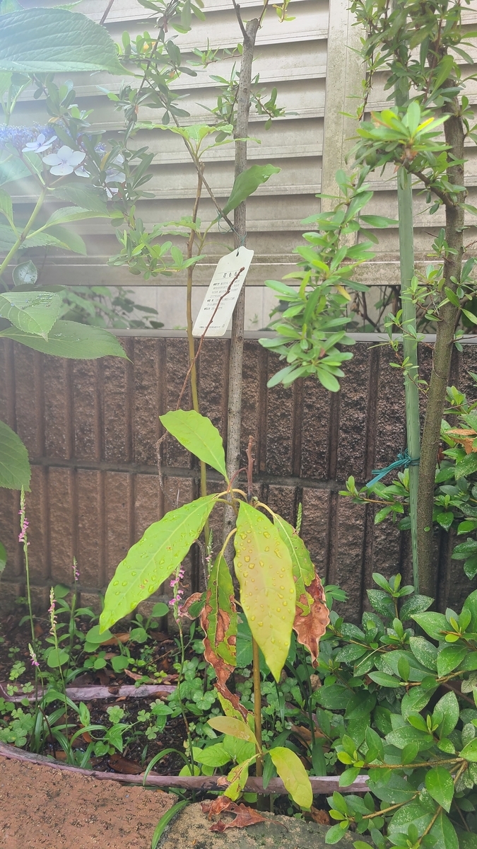 f:id:opensourcetech:20210617072139j:plain