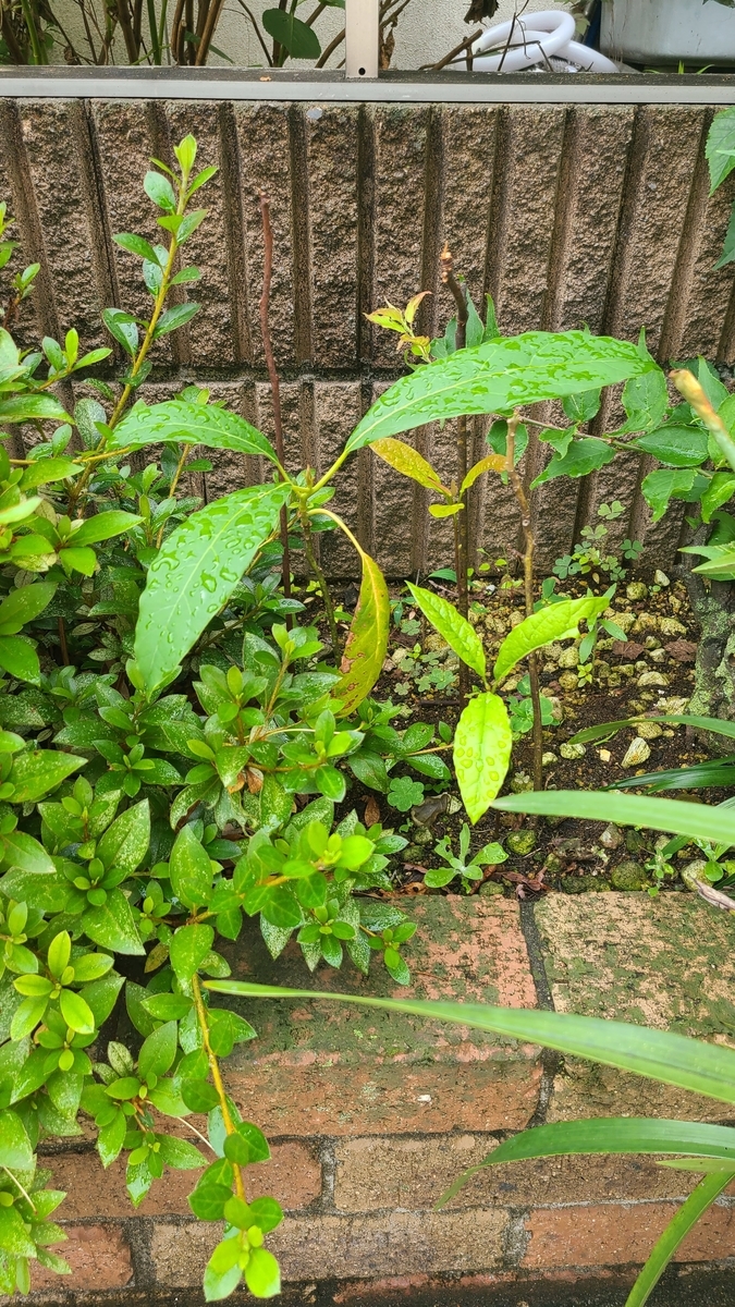 f:id:opensourcetech:20210617072142j:plain