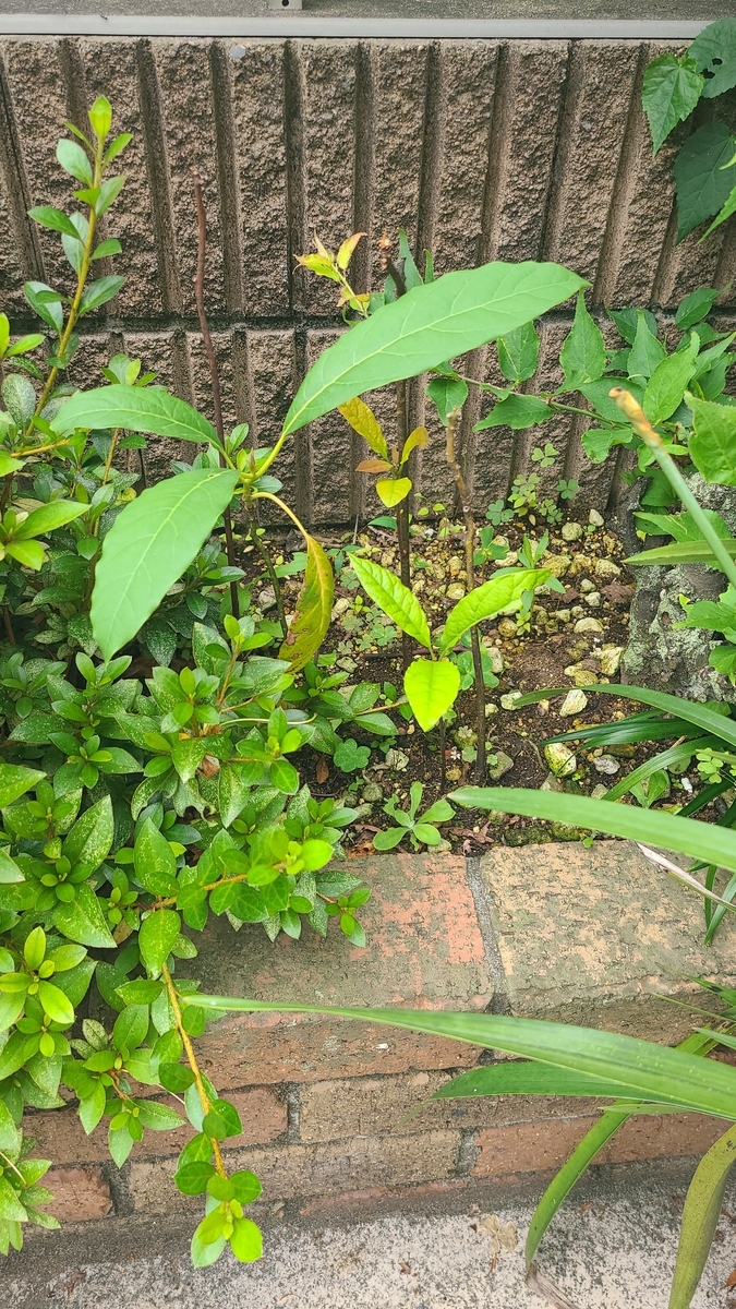 f:id:opensourcetech:20210618072742j:plain