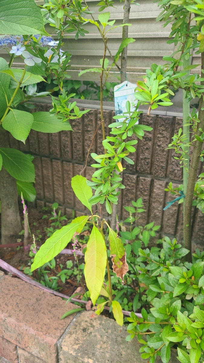 f:id:opensourcetech:20210618072746j:plain