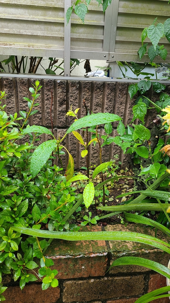 f:id:opensourcetech:20210619101733j:plain