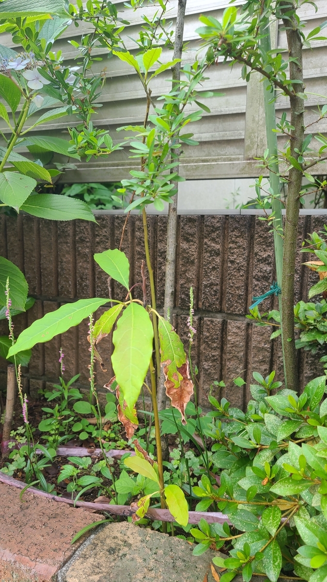 f:id:opensourcetech:20210622074236j:plain
