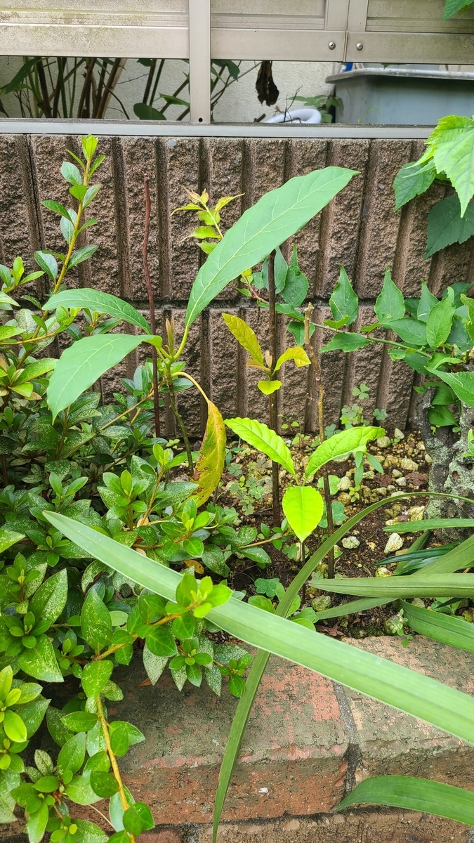 f:id:opensourcetech:20210622074239j:plain