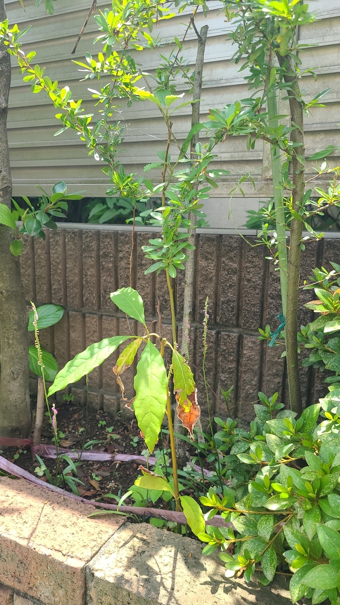 f:id:opensourcetech:20210626101229j:plain
